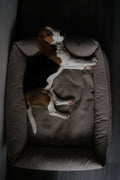 Dog Bed