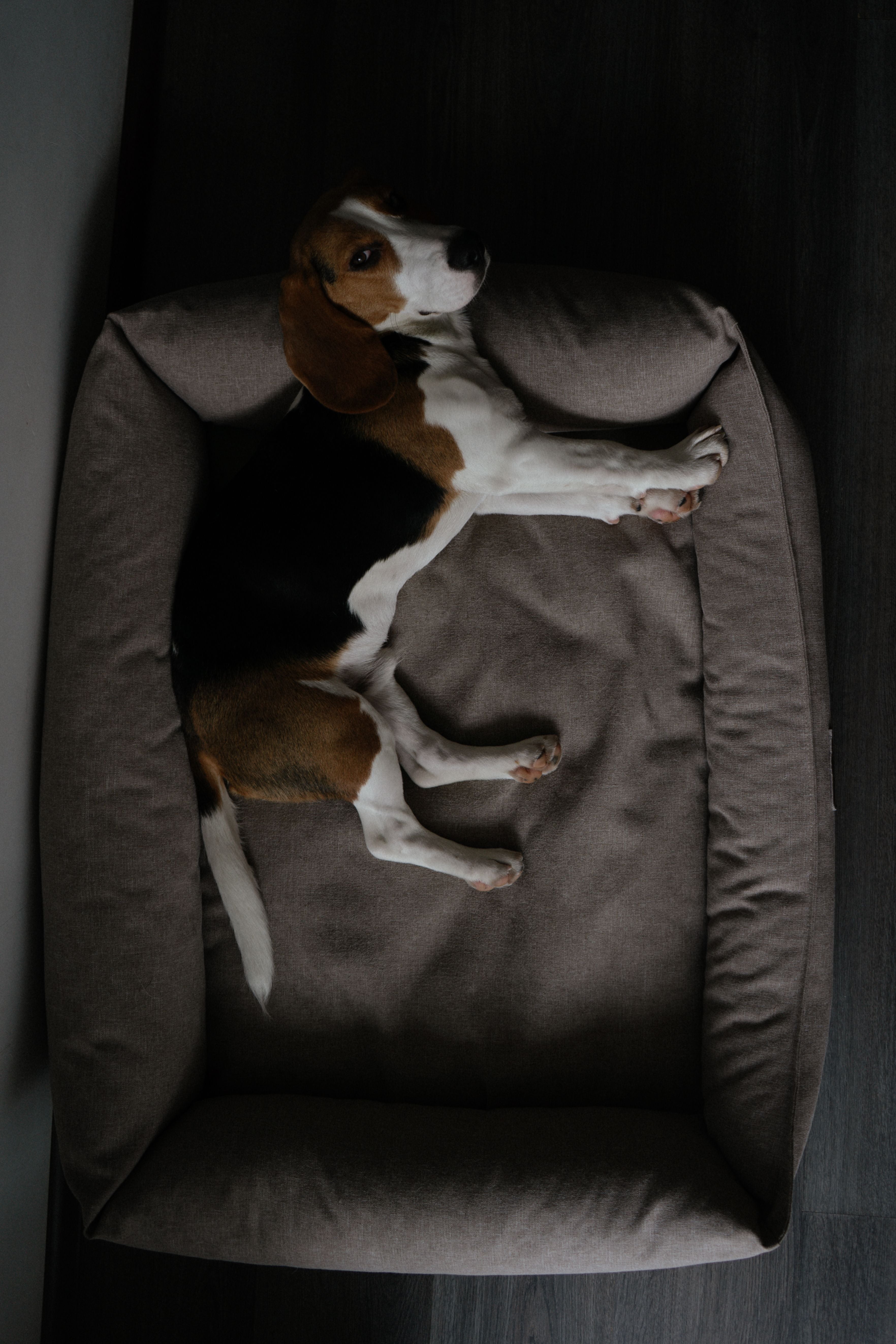 Dog Bed